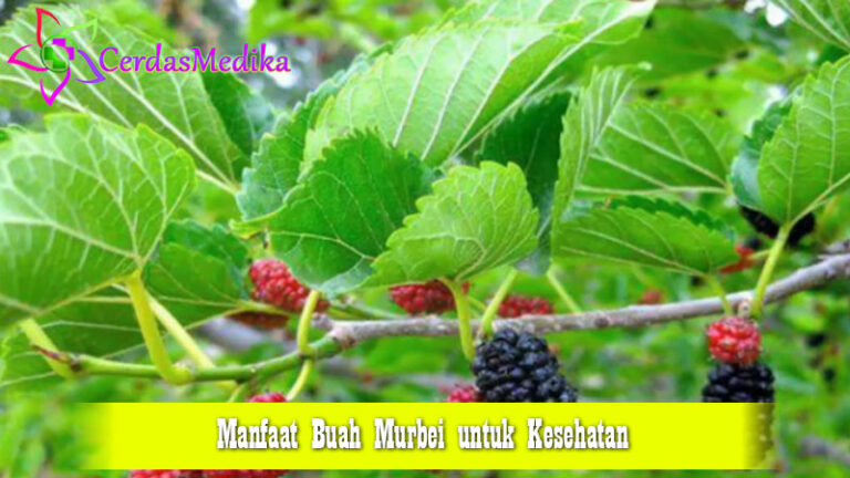 Manfaat Buah Murbei untuk Kesehatan