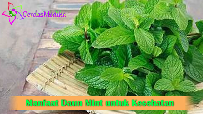 Manfaat Daun Mint untuk Kesehatan