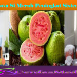Guava Si Merah Peningkat Sistem Imun