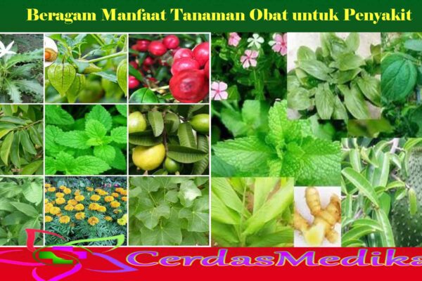 Beragam Manfaat Tanaman Obat untuk Penyakit