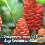 Ketahui Lebih Jauh: Manfaat Lempuyang untuk Kesehatan  