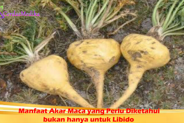 Manfaat Akar Maca yang Perlu Diketahui bukan hanya untuk Libido